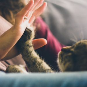 High-five with cat